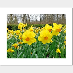 Springtime Daffodils, Kingston Lacy, March 2024 Posters and Art